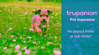 Trupanion Trupanion Australia Pet Insurance 30s Ad Commercial Brand Imagery Photoshoot 0