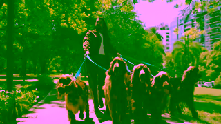 Claritin 2024 USA Claritin D DogWalk Non Cinematic ENG OLV 30s V2 Ad Commercial Brand Imagery Photoshoot 1