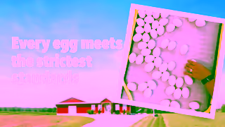 Egg Farmers of Ontario Egg Quality Assurance Ad Commercial Brand Imagery Photoshoot 1