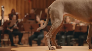 Pedigree PEDIGREE Tail Orchestra Satisfy your dog with CANINE COOKOUTS Ad Commercial Brand Imagery Photoshoot 1