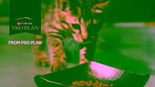 Purina Fuel for Life Ad Commercial Brand Imagery Photoshoot 0