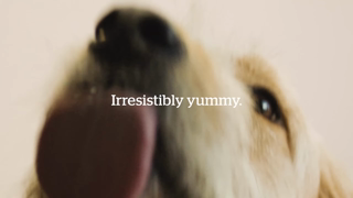 NOW FRESH Pet Food Now Fresh Best in Class Dog Ad Commercial Brand Imagery Photoshoot 2