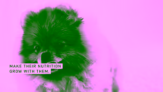Royal Canin RC SOL 6s Puppy Transition to Adulthood A 16x9 CA EN Ad Commercial Brand Imagery Photoshoot 1