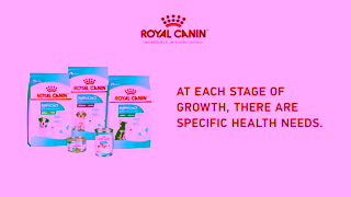 Royal Canin RC SOL 6s Puppy Transition to Adulthood A 16x9 CA EN Ad Commercial Brand Imagery Photoshoot 2