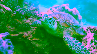 Air Canada Air Canada Queensland Coral Reef Ad Commercial Brand Imagery Photoshoot 2