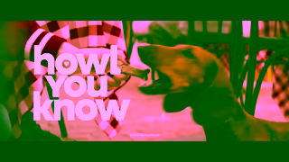 Milk-Bone MilkBone Howl You Know 15s EN Ad Commercial Brand Imagery Photoshoot 2