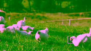 LILYDALE Chicken Dedication You Can Taste Lilydale Free Range Chicken Ad Commercial Brand Imagery Photoshoot 1