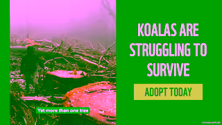 WWF ADOPT A KOALA WWFAustralia Ad Commercial Brand Imagery Photoshoot 0