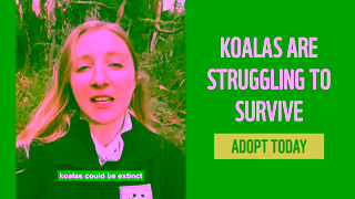 WWF ADOPT A KOALA WWFAustralia Ad Commercial Brand Imagery Photoshoot 1