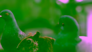 DIRECTV DIRECTV For The Birds Squirrel 15 Ad Commercial Brand Imagery Photoshoot 1