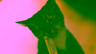 Temptations Temptations 2024 CatsLoseTheirCool Purrrree TeenageCat 15s 16x9 FR Ad Commercial Brand Imagery Photoshoot 2