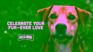 Milk-Bone MilkBone Valentines Day 8s Ad Commercial Brand Imagery Photoshoot 0
