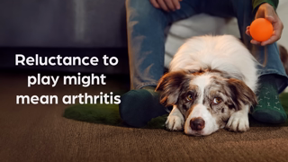 Zoetis CA EN Spot the first signs of pain in your dog Ad Commercial Brand Imagery Photoshoot 0