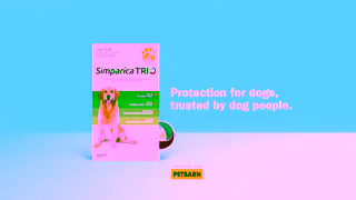 Simparica Simparica Trio x Petbarn Couch 15 Ad Commercial Brand Imagery Photoshoot 2