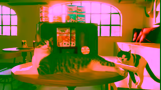 PetSmart PetSmart Kitchen Viva La Kitty Cat Caf 15 5X Points Ad Commercial Brand Imagery Photoshoot 2