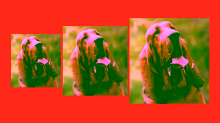 Swaggle Pets TGS002 TOB0005 Swaggle 15 WideRange BVOD 24LKFS 240117 Ad Commercial Brand Imagery Photoshoot 0