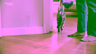 FELIWAY Stop Cat Scratching Help your cat feel calmer with FELIWAY Ad Commercial Brand Imagery Photoshoot 0