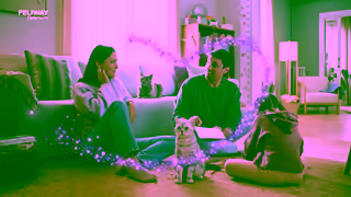 FELIWAY Stop Cat Scratching Help your cat feel calmer with FELIWAY Ad Commercial Brand Imagery Photoshoot 2