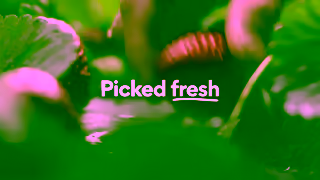 Woolworths OLV WWTTSUP7203 STRAWBERRIES BUMPER 06SEC Ad Commercial Brand Imagery Photoshoot 0