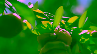 Woolworths Australian citrus is now in season Ad Commercial Brand Imagery Photoshoot 0