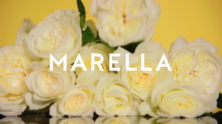 MARELLA EMILY X MARELLA FW24 Ad Commercial Brand Imagery Photoshoot 2