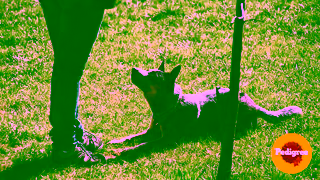 Pedigree Dogs are unconditionally simple thats why we love them PEDIGREE Ad Commercial Brand Imagery Photoshoot 0