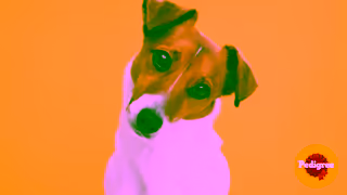 Pedigree Dogs are unconditionally simple thats why we love them PEDIGREE Ad Commercial Brand Imagery Photoshoot 1