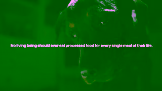 The Farmer's Dog Founders Alt Hook C 16x9 braemo45128emo1 Ad Commercial Brand Imagery Photoshoot 0