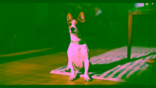 The Greenies Dental Treats Greenies STASH Make Health A Treat 15sec 2024 Ad Commercial Brand Imagery Photoshoot 0
